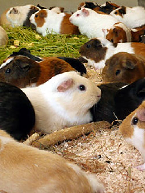Guinea Pigs Playing